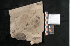 Foto (Objekt + Etikett) von Tilia platyphyllos Scopoli (NHMW-GEO-2024-0188-15019)